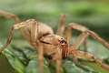 Clubionidae_0100-1