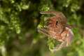 Clubionidae_0360