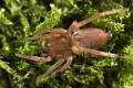 Clubionidae_0369