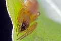 Clubionidae_1125