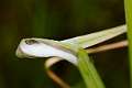 Clubionidae_3395