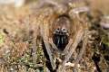 Clubionidae_3764