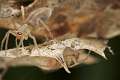 Clubionidae_3852