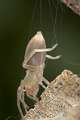 Clubionidae_3853