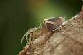 Clubionidae_3866