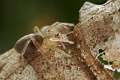 Clubionidae_3868