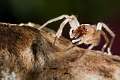 Clubionidae_3926
