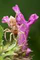 Clubionidae_4310