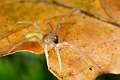 Clubionidae_4862