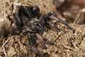 Ctenizidae_5187