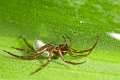 Cybaeidae_0139