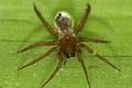 Cybaeidae_0234