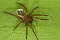 Cybaeidae_0239