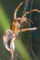 Cybaeidae_9972