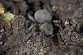Eresidae_5927