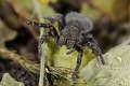 Eresidae_5944