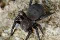 Eresidae_5966