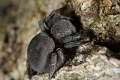 Eresidae_5968