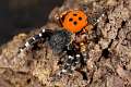 Eresidae_8583