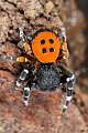 Eresidae_8585