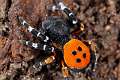 Eresidae_8607