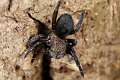 Eresidae_8626