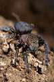 Eresidae_8630