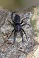 Gnaphosidae_0209