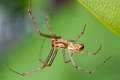 Linyphiidae_0050
