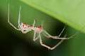 Linyphiidae_0061
