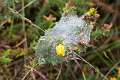 Linyphiidae_0076