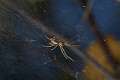 Linyphiidae_0182