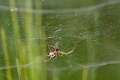 Linyphiidae_0343