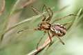 Linyphiidae_0404