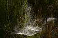Linyphiidae_1432