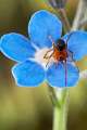 Linyphiidae_4510