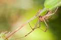 Linyphiidae_9934