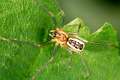 Linyphiidae_neriene