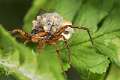 Lycosidae_0438