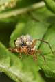 Lycosidae_0439