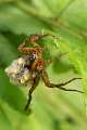 Lycosidae_0445