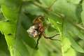 Lycosidae_0446