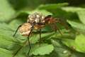 Lycosidae_0448