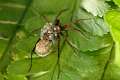 Lycosidae_0476