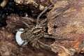 Lycosidae_1218