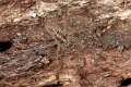 Lycosidae_1219