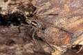 Lycosidae_1225