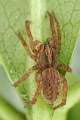 Lycosidae_3829