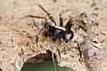 Lycosidae_4283