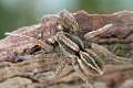 Lycosidae_4470